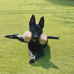 xDutch Shepherd All Grown Up from We Like it Ruff Working K9 Breeding and Training
