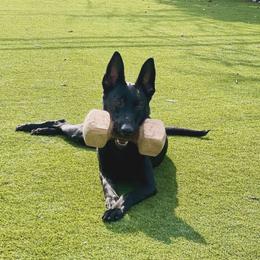 xDutch Shepherd All Grown Up from We Like it Ruff Working K9 Breeding and Training