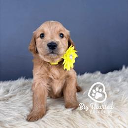 Athena - Cream female Companion Cross puppy in Utah County, Utah from Big Hearted Breeders