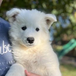 Samoyed Puppies from Sugar Sweet Samoyeds