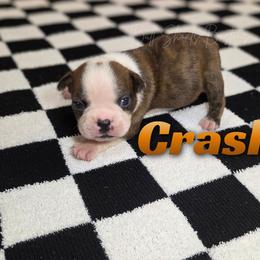 Crash - Brindle and white male Boston Terrier puppy in Lead Hill, Arkansas from Bull Shoals Bostons