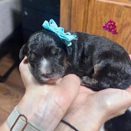 Grape - Tri-color female Bernedoodle puppy in Carmichaels, Pennsylvania from JensenBelle Doodles