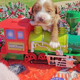 Carol - Red female Cavapoo puppy in Dallas, Texas from Halo's Heroes Doodles