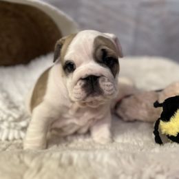 Bulldog Puppies from Sweet Rolls