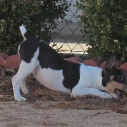 Rat Terrier Puppies from Dynamite Rat Terriers