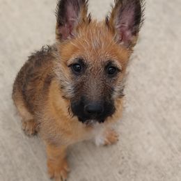 Puppy boy number 2 with a green collar - Red sable male Belgian Laekenois puppy in Ball Ground, Georgia from COSWALD  BELGIAN  LAEKENOIS