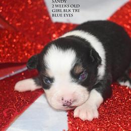 Sandy - Black tri female Miniature Australian Shepherd puppy in Patterson, North Carolina from DreamLine Aussies