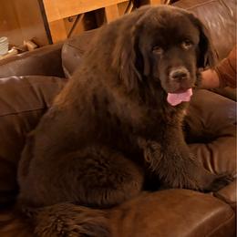 Maple - Brown female Newfoundland puppy in Bell Hill, Washington from Rainshadow Newfoundlands