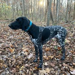 Bell - German Shorthaired Pointer