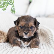 Maltipoo, Shichon, and Shihpoo Puppies from Timbercreek Puppies