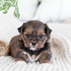 Maltipoo, Shichon, and Shihpoo Puppies from Timbercreek Puppies