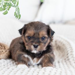 Maltipoo, Shichon, and Shihpoo Puppies from Timbercreek Puppies