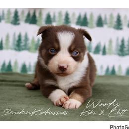 Woody - Red tri-color male Australian Shepherd puppy in Grapeland, Texas from Smokin K Aussies