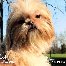 Lily - Shih Tzu