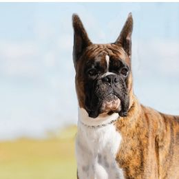 Ryker - Boxer