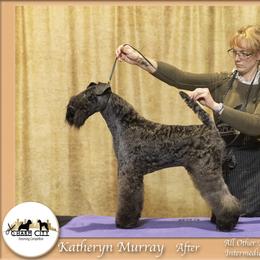 Kerry Blue Terrier All Grown Up from Cross the Rubicon