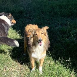 Sandy - Shetland Sheepdog