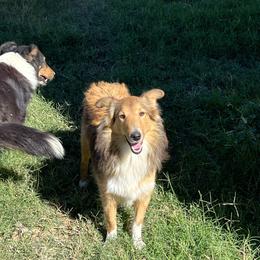 Sandy - Shetland Sheepdog