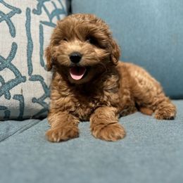Bernese Mountain Dogs and Goldendoodles from Livys Doodles & Poodles