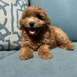 Bernese Mountain Dogs and Goldendoodles from Livys Doodles & Poodles