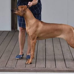 Rhodesian Ridgeback Puppies from Supernova Ridgebacks