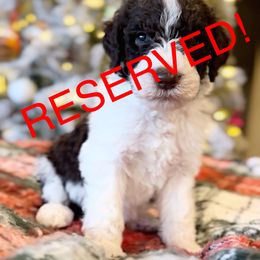Debo - Brown and white male Bernedoodle puppy in Salina, Oklahoma from Hudson Shore Bernedoodles