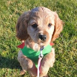 Cavapoo Puppies from Jessie's Puppies