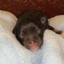 Blaze - Black and tan male Pomeranian puppy in Los Angeles, California from AMAYSING Pups