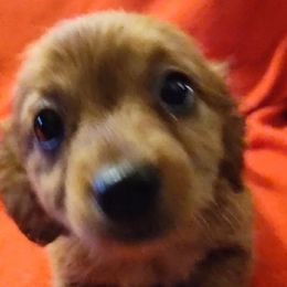 Dachshund Puppies from Elzy Family