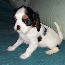 Cavalier King Charles Spaniel Puppies from Oakdale Cavaliers
