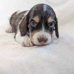 Boy 4 - Piebald male Dachshund puppy in San Diego, California from Sweetheart Doxies LLC