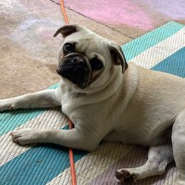 Pugs from Pug Life