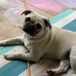 Pugs from Pug Life