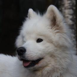 Samoyeds from ChinookStar Sams