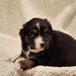 Australian Shepherd Puppies from Skyview Aussies