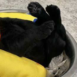 Labradoodles and Poodles from Tya’s Doodles