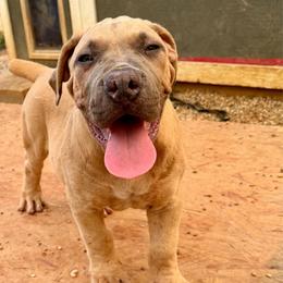 Orange collar - Fawn male Boerboel puppy in Livingston, Texas from Peterbuilt Boerboel