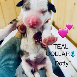 DOTTY - Merle female Sheepadoodle puppy in Buffalo, Minnesota from Fur-ever Doodles