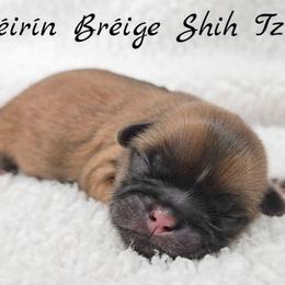 AKC Gold with White Male 1 - Gold male Shih Tzu puppy in Las Vegas, Nevada from Beirin Breige Shih Tzus