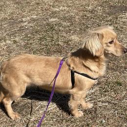 Honey - Cream female Dachshund puppy in Industry, Illinois from KDKs Kennels