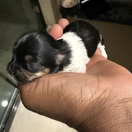 Black and White Boy - Parti female Yorkshire Terrier puppy in North Las Vegas, Nevada from KD's Yorkshire Terriers