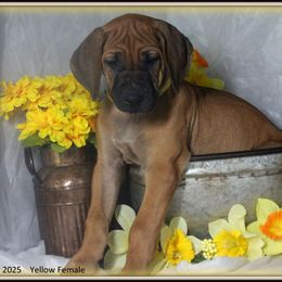 Yellow Female - Rd whtn blk nose female Rhodesian Ridgeback puppy in Caldwell, Texas from Mardi Gras Rhodesian Ridgebacks