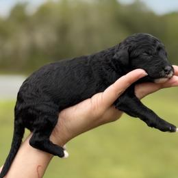 Stark (Iron Man) - Black male Poodle puppy in Spring Hill, Florida from Lecanto Puppy