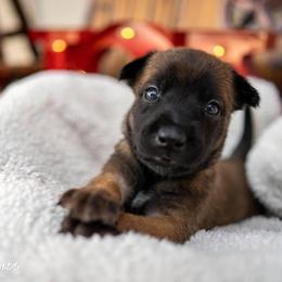 Belgian Malinois Puppies from Christina Potts Potts