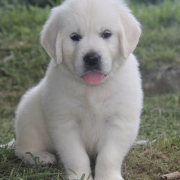 Golden Retriever Puppies from English Creamery Golden Retrievers