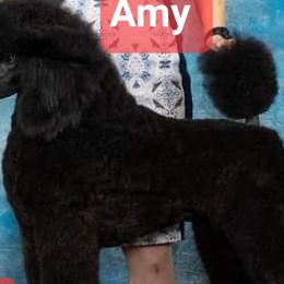Amy - Poodle