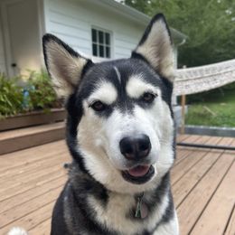 Nova - Siberian Husky
