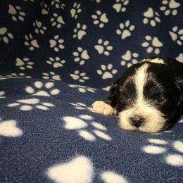 Lhasa Apso Puppies from Shangri-La Lhasa Apsos