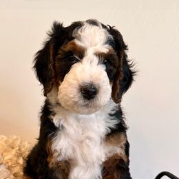 Willow - Bernedoodle puppy from Royal Doodles