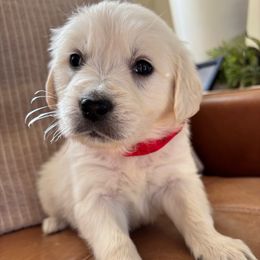 Mercury (red) - Light golden female Golden Retriever puppy in Pahrump, Nevada from Southern Nevada Goldens
